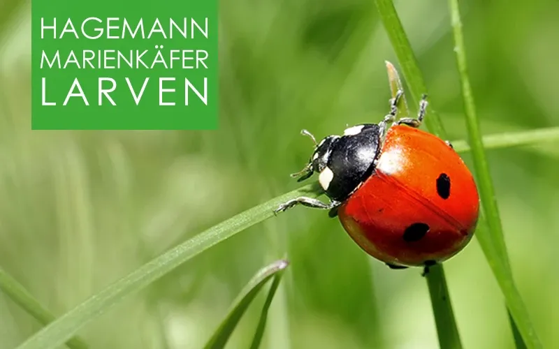 Marienkäfer-Larven