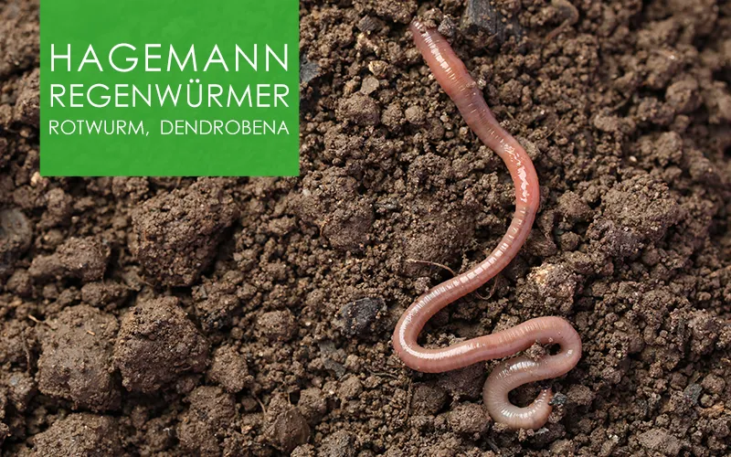 Regenwürmer - 10-15 Tiere