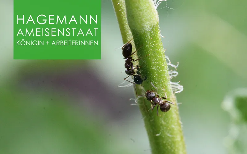 Ameisenstaat - 1 Königin und Arbeiterinnen