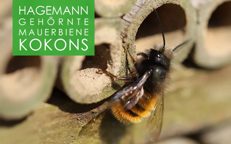 Gehörnte Mauerbiene - 50 Kokons