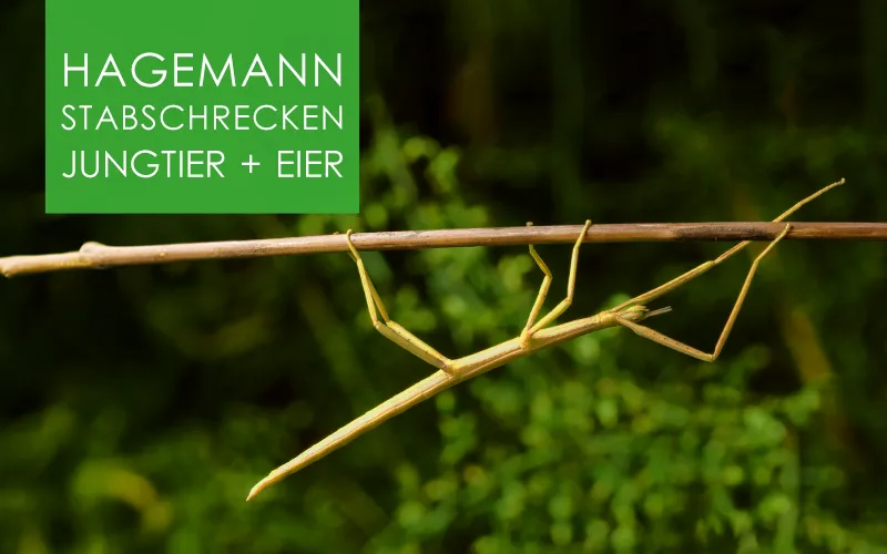 Stabschrecken - 1 Jungtier und Eier