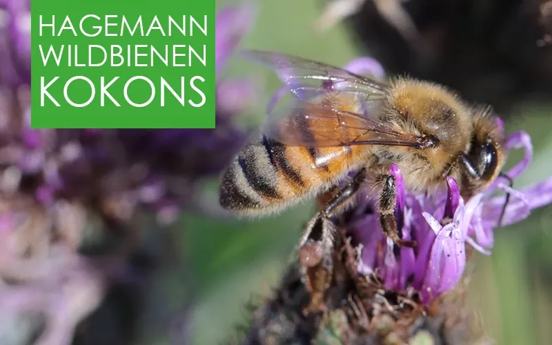 Wildbienen - 50 Kokons