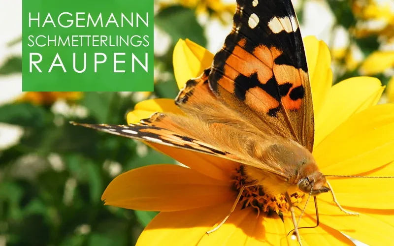 Schmetterlinge - 5 Raupen