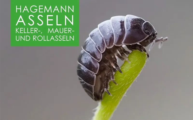 Asseln - 15-20 Tiere